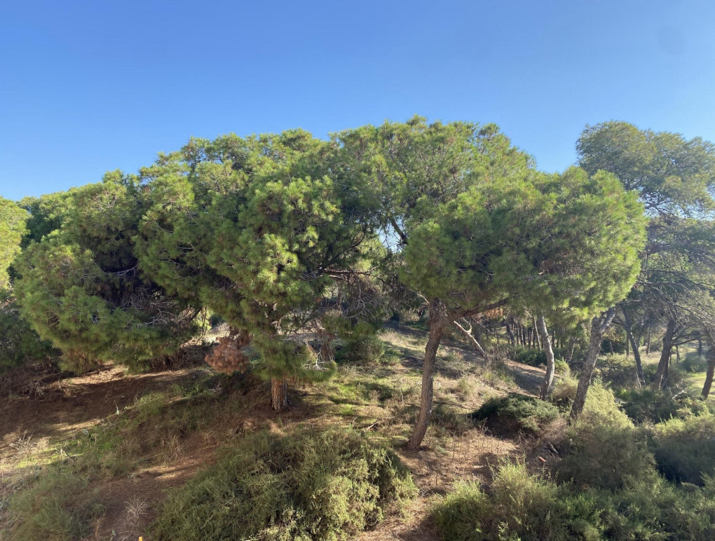 New Build - Apartment - Guardamar del Segura - Centro