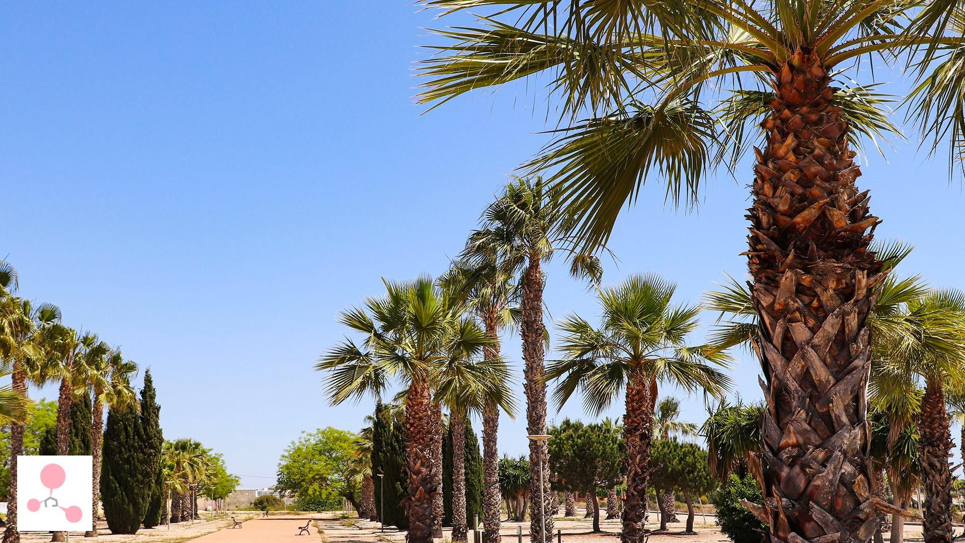 New Build - Detached Villa - San Fulgencio - La Escuera