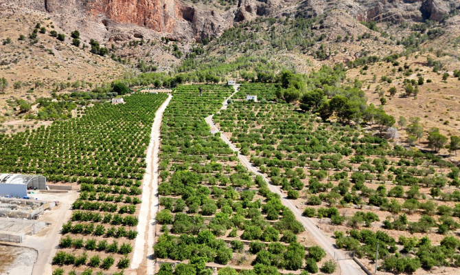 Nieruchomość Finca Country - Sprzedaż - Orihuela - Orihuela