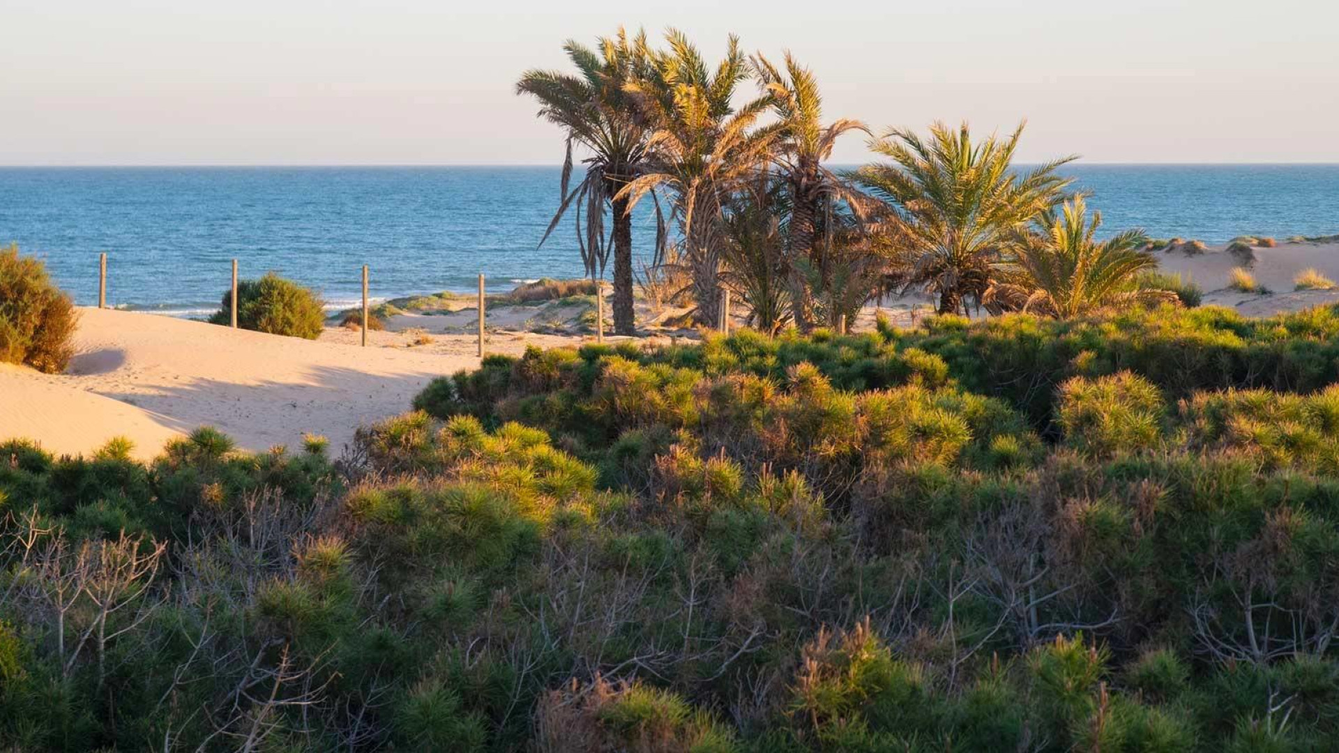 Nowa konstrukcja - Apartment - Guardamar del Segura - Avda del Puerto