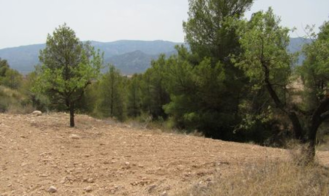 Perceel / Land - Revente - Murcia - CMO-83444