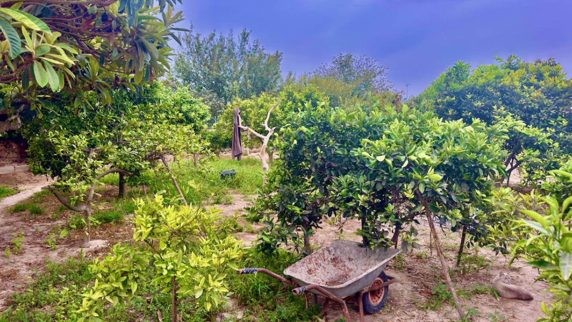 Resale - Country Property - Rojales - Cuidad Quesada