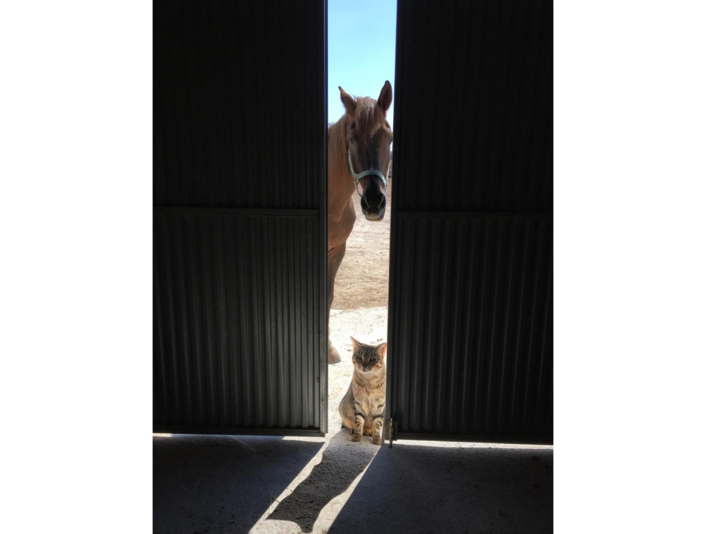 Resale - Country Property - Torre Del Rico