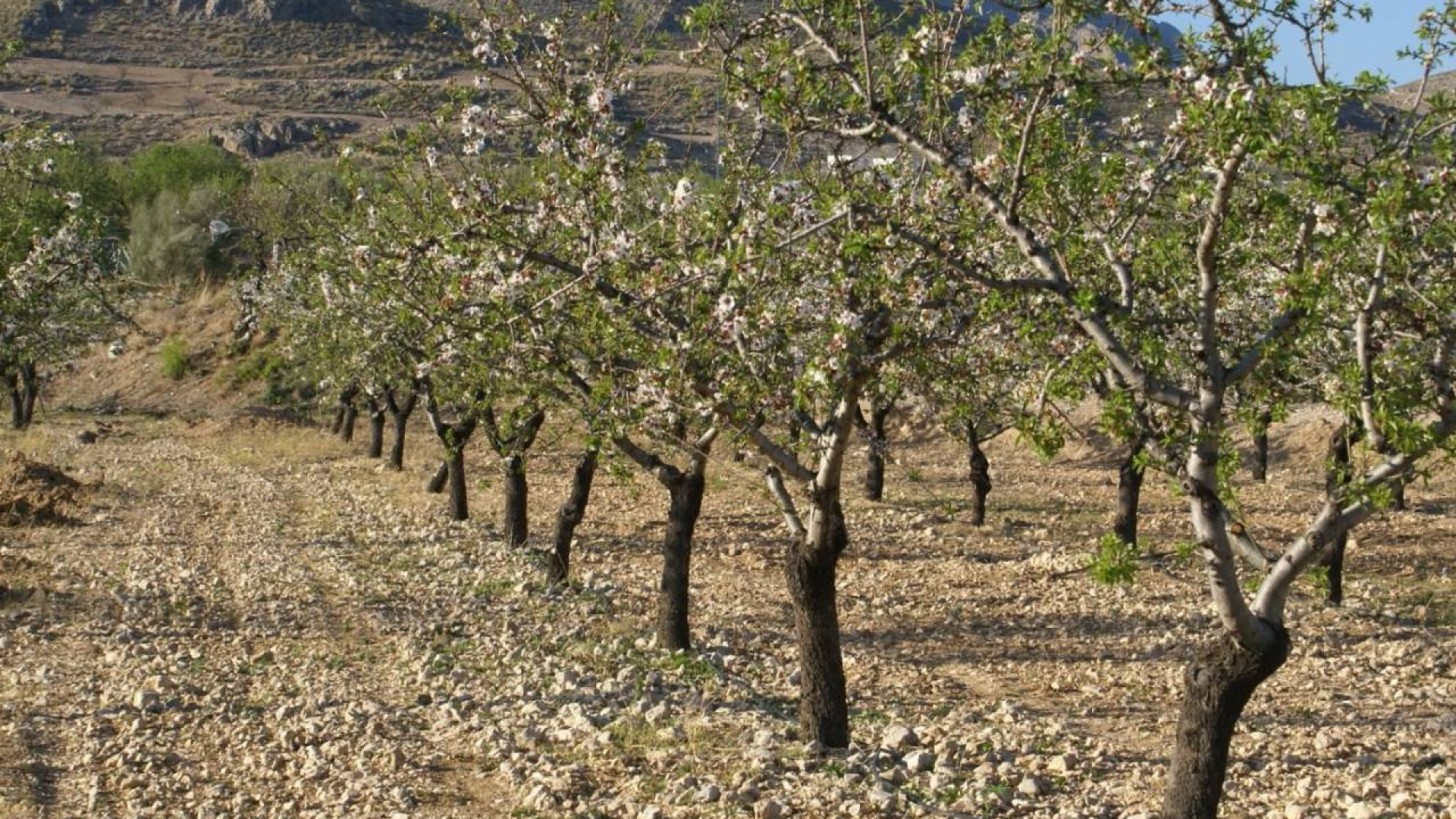 Resale - Plot / Land - Murcia