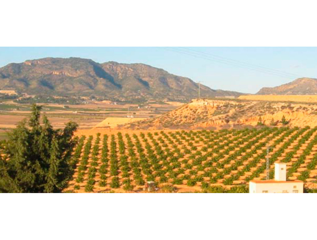 Resale - Plot / Land - Torre Pacheco