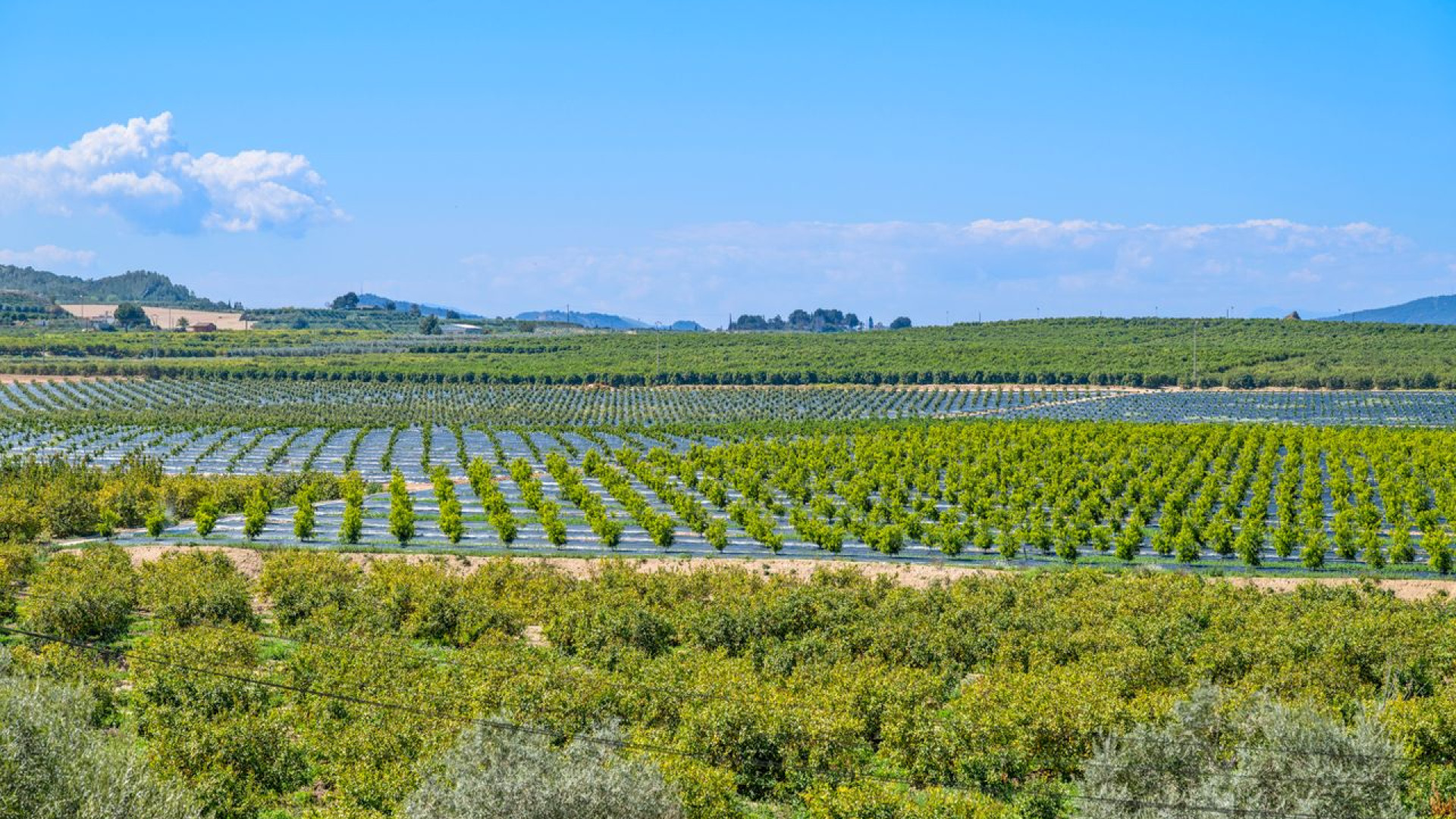 Revente - Apartment - Algorfa - Fontana