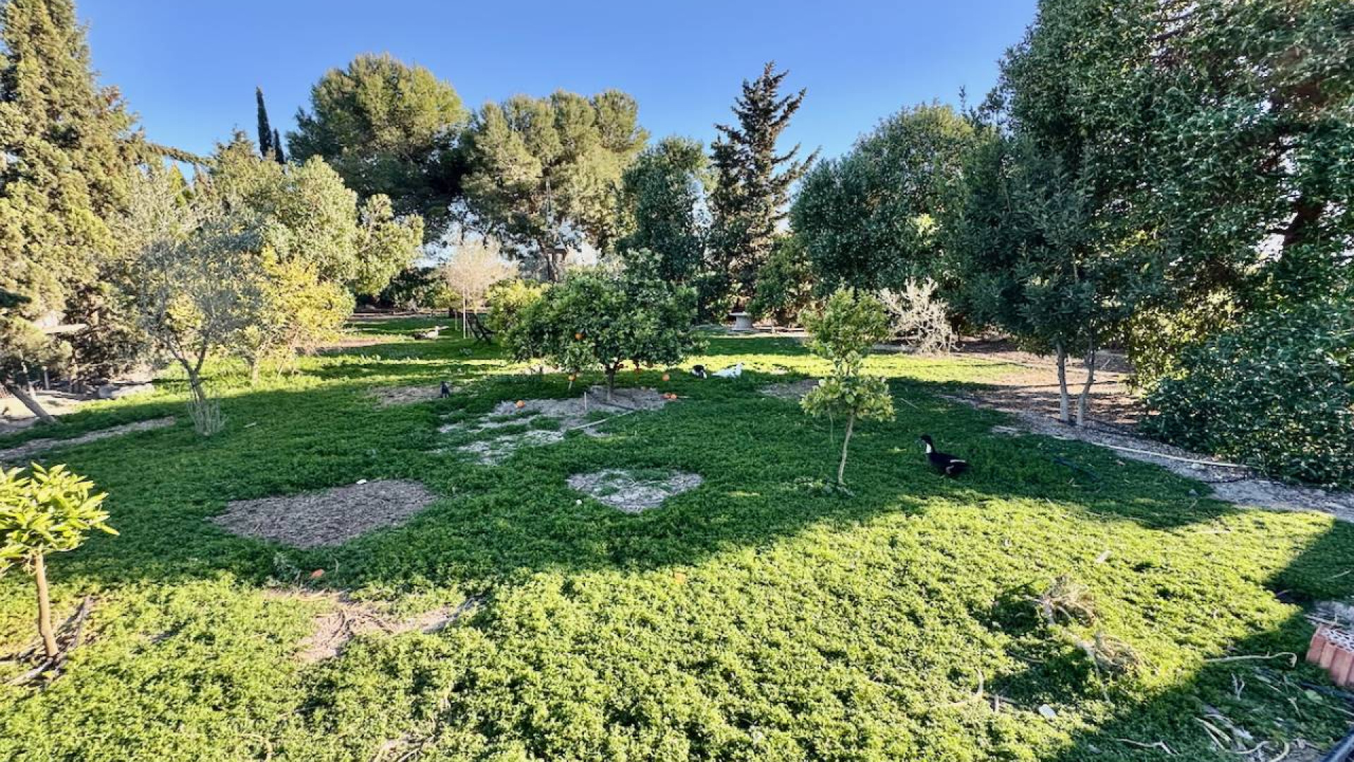 Revente - Country Property - Guardamar del Segura