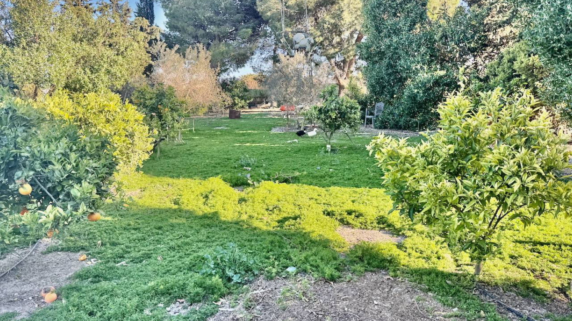 Revente - Country Property - Guardamar del Segura