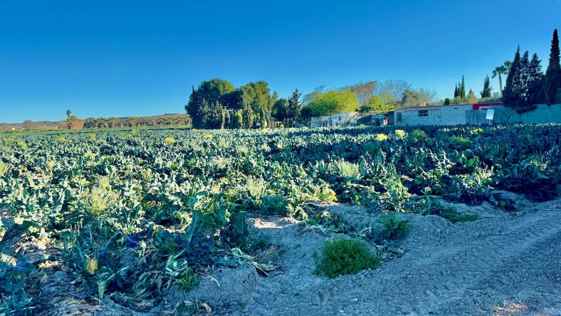 Revente - Country Property - Guardamar del Segura