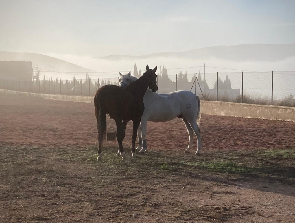 Revente - Country Property - Torre Del Rico
