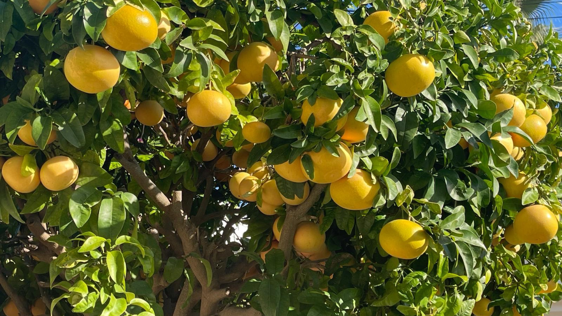 Revente - Detached Villa - Moraira - Benimeit