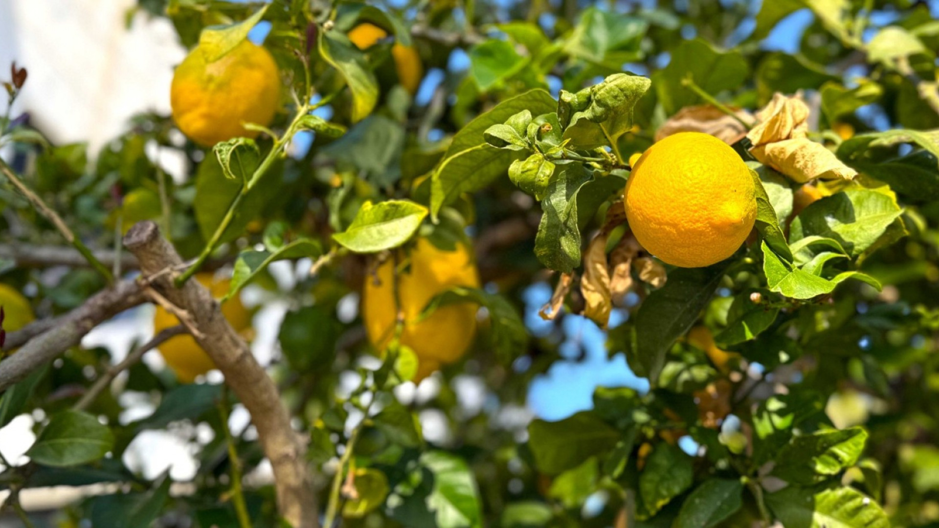 Revente - Detached Villa - Orihuela Costa - Villamartin