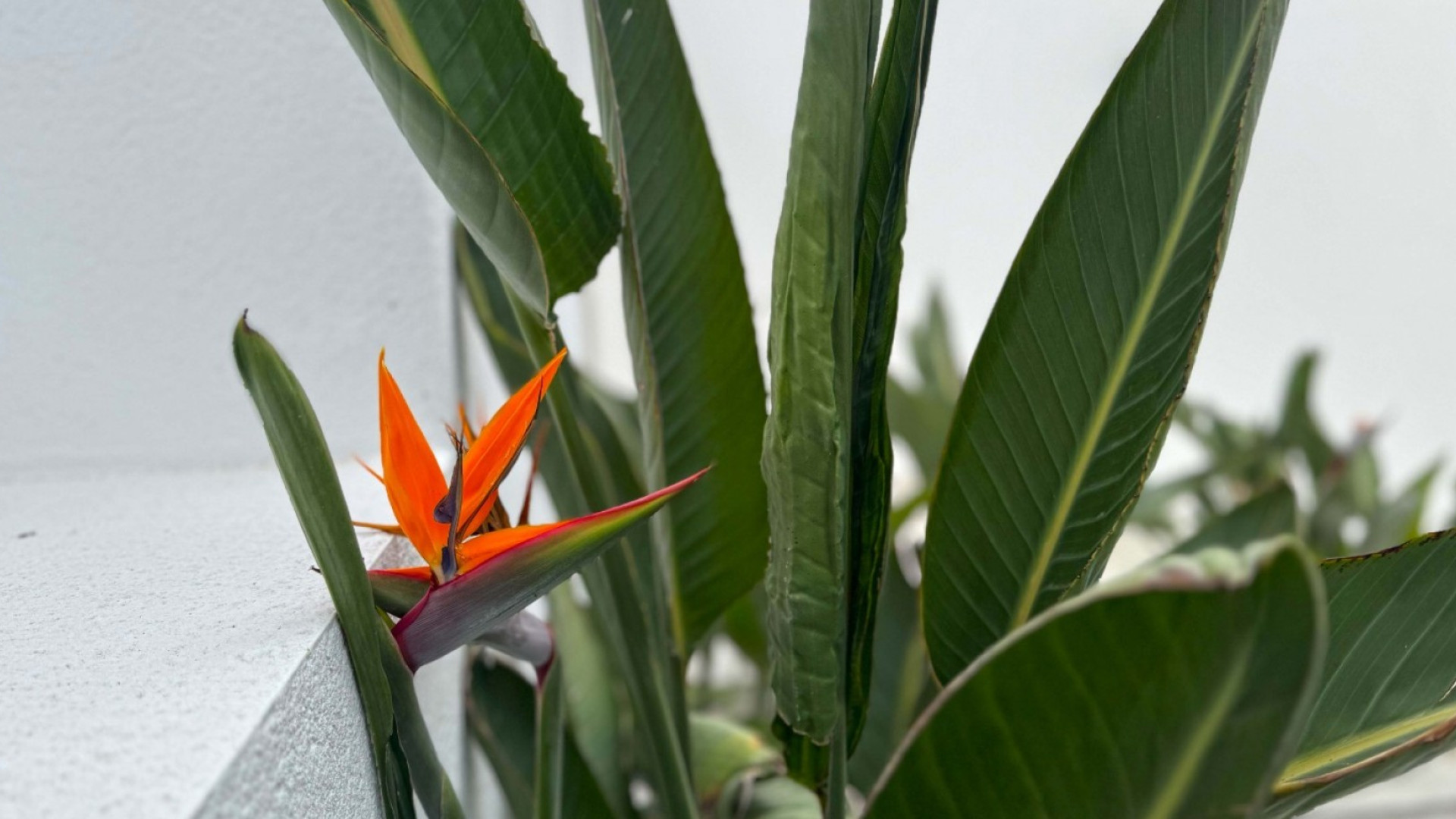 Revente - Detached Villa - Torrevieja - Los Balcones - Los Altos del Edén