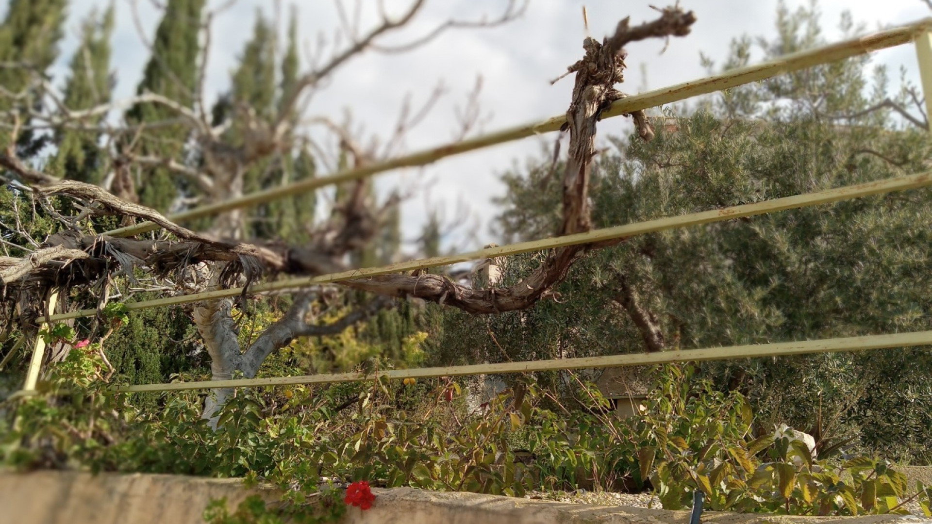 Revente - Maison jumelée - Murcia