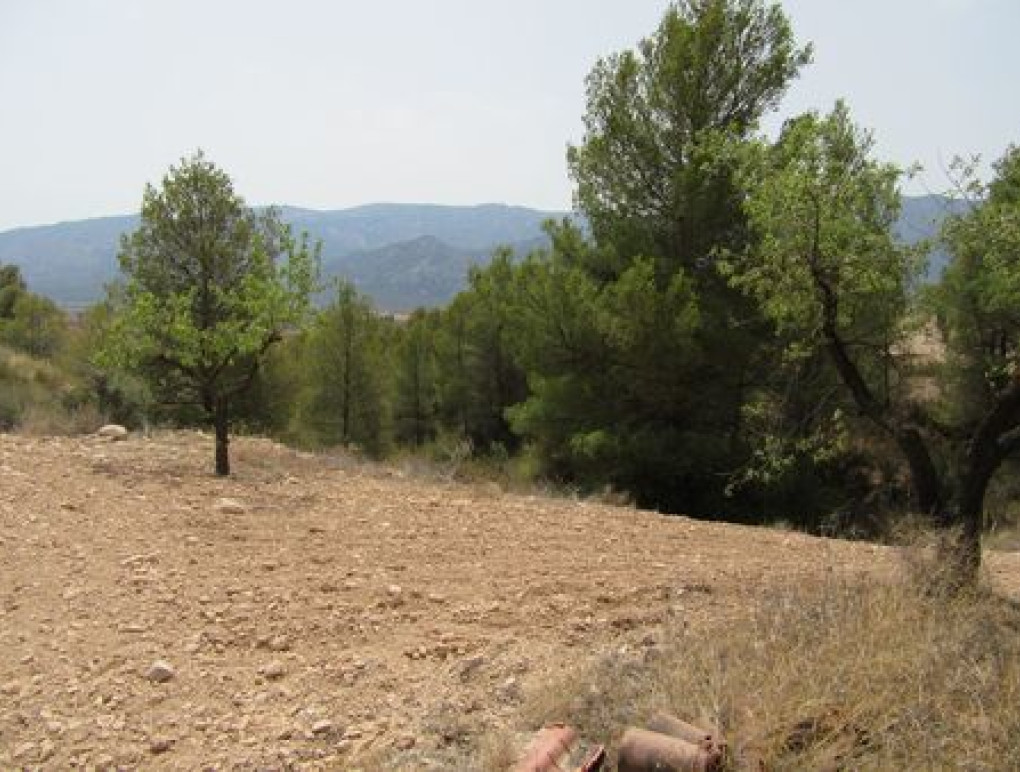 Revente - Parcelle / Terrain - Murcia