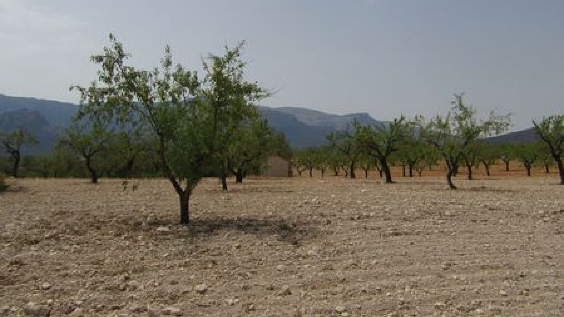 Revente - Parcelle / Terrain - Murcia