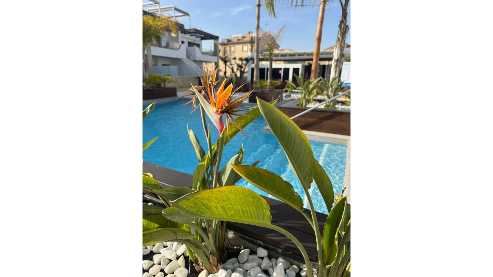 Sprzedaż - Apartment - Orihuela Costa - Rocio del Mar