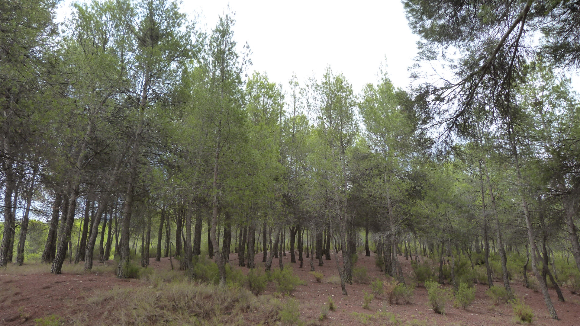 Sprzedaż - Country Property - Ibi - Ibi - Country