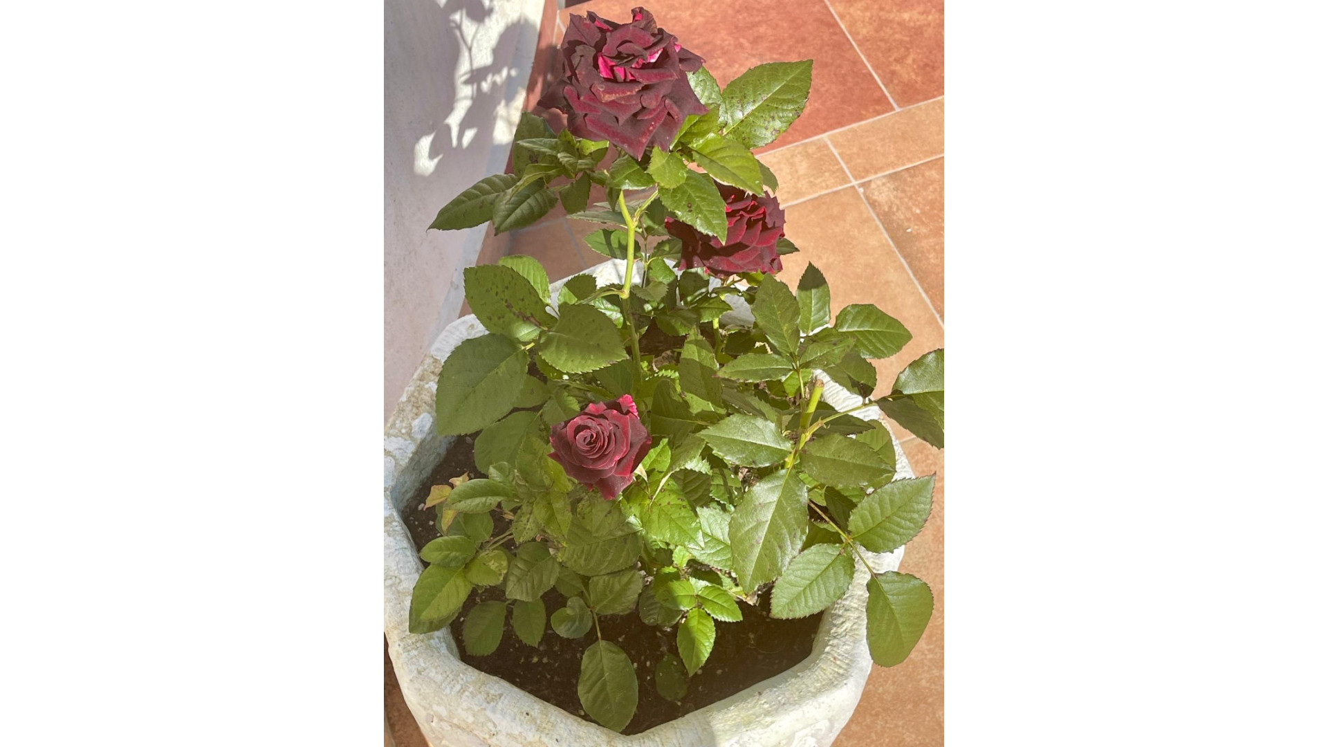 Sprzedaż - Detached Villa - Moraira - Benimeit