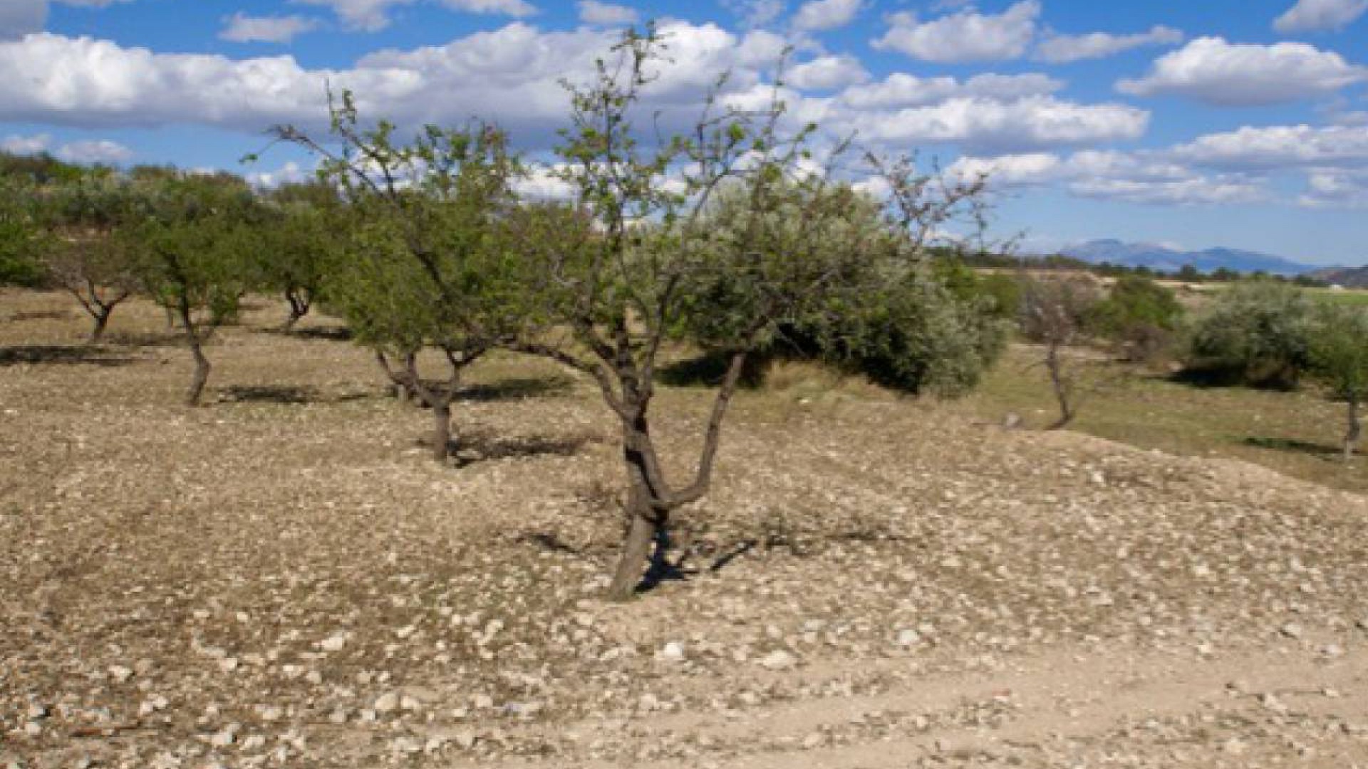 Sprzedaż - Plot of Land - Murcia