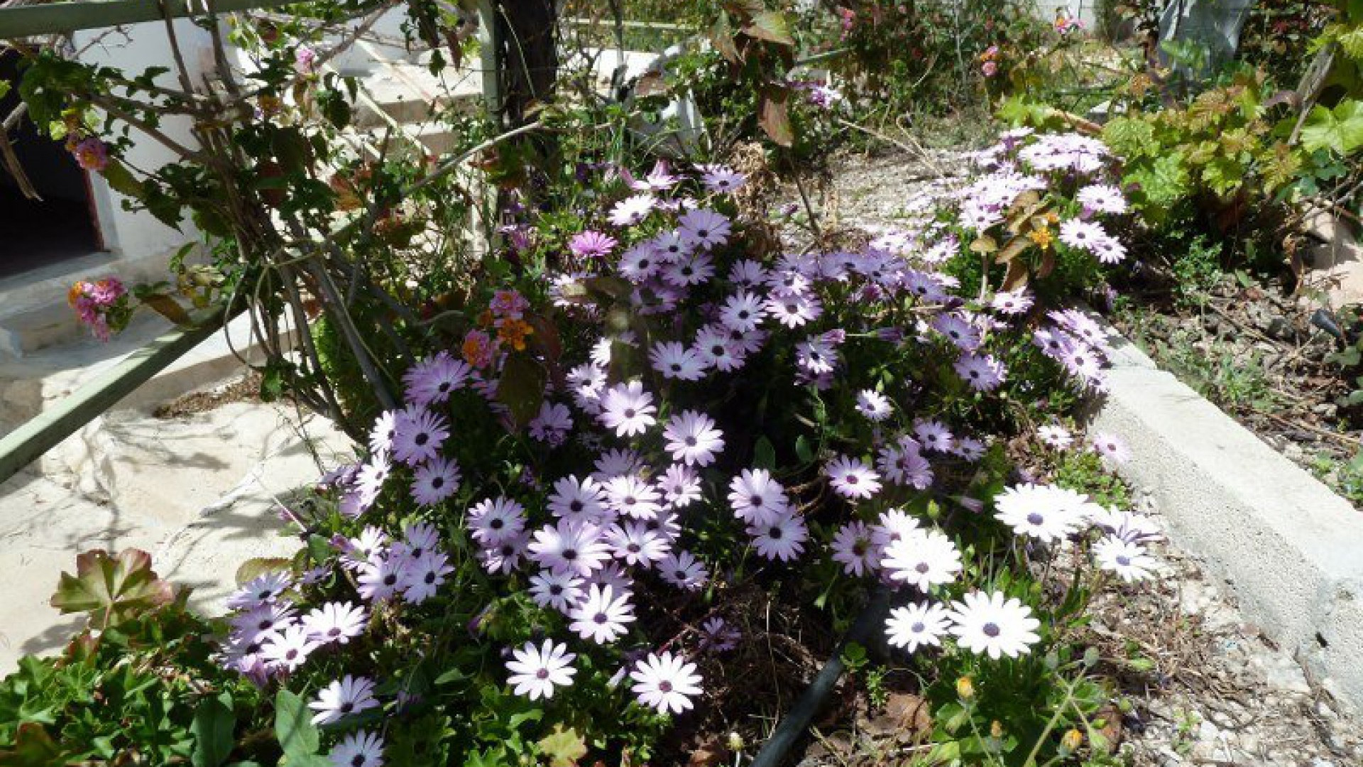 Venta - casa adosada - Murcia