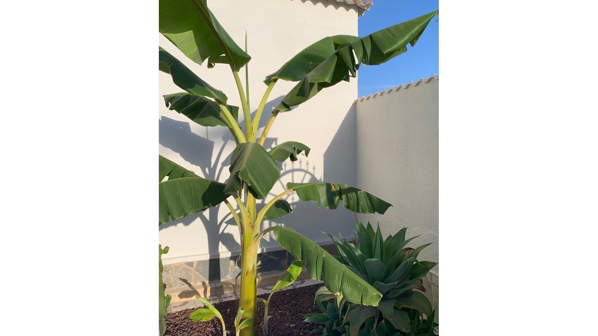 Venta - Detached Villa - Ciudad Quesada - Quesada Center