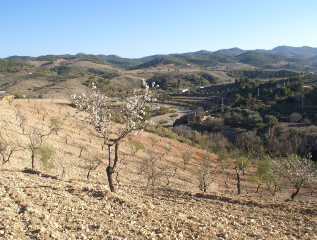 Venta - Parcela / Terreno - Murcia