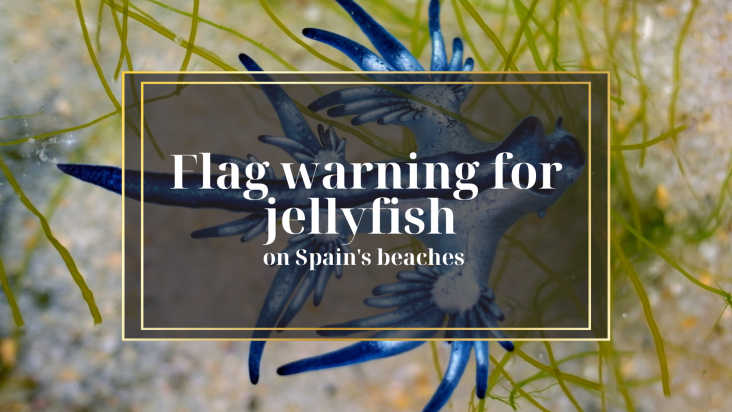 Ostrzeżenia dotyczące meduz na hiszpańskich plażach